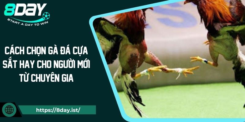 Cách Chọn Gà Đá Cựa Sắt Hay Cho Người Mới Từ Chuyên Gia