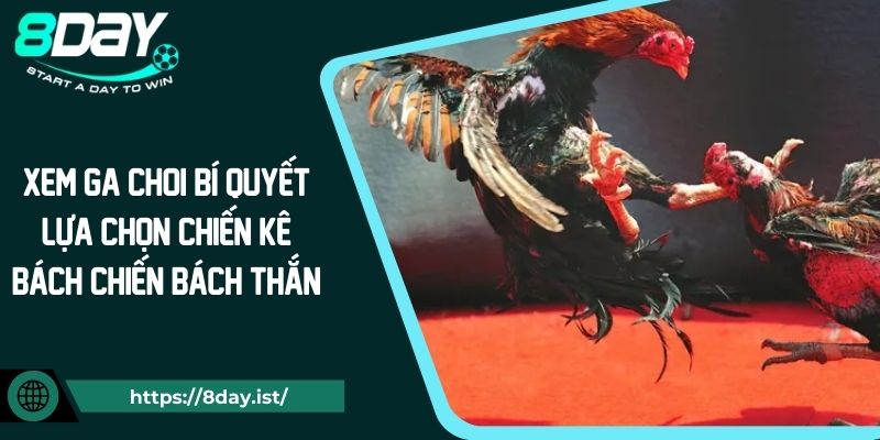 Xem Ga Choi Bí Quyết Lựa Chọn Chiến Kê Bách Chiến Bách Thắng